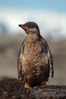 Gentoo Penguin a6763.jpg