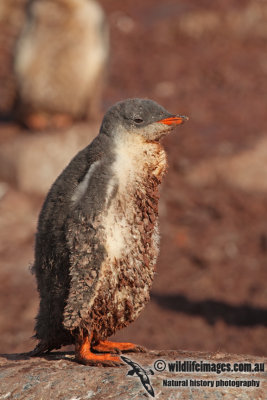 Gentoo Penguin a6891.jpg