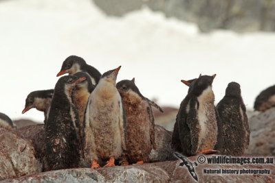 Gentoo Penguin a6930.jpg