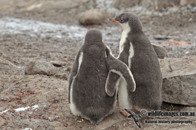 Gentoo Penguin a7690.jpg