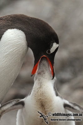Gentoo Penguin a7694.jpg