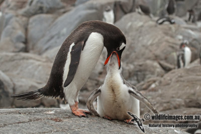 Gentoo Penguin a7724.jpg
