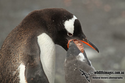 Gentoo Penguin a8085.jpg