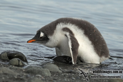 Gentoo Penguin a8161.jpg