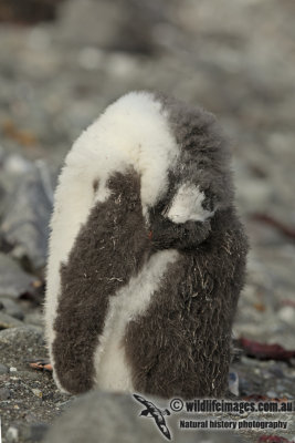 Gentoo Penguin a8286.jpg