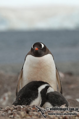 Gentoo Penguin a8482.jpg