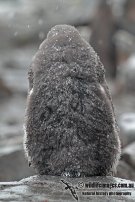Gentoo Penguin a9078.jpg