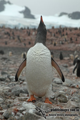 Gentoo Penguin a9465.jpg