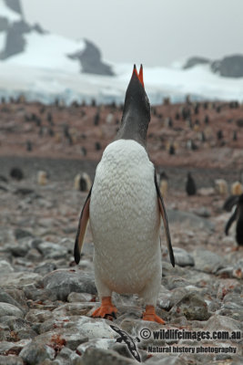 Gentoo Penguin a9476.jpg