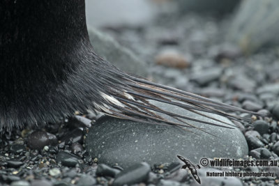 Gentoo Penguin a9998.jpg