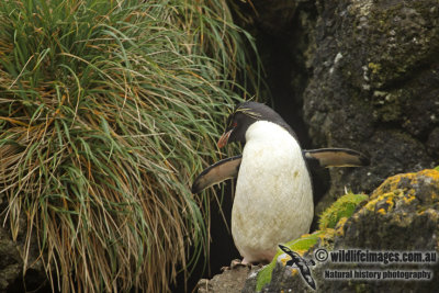 Rockhopper Penguin a9955.jpg