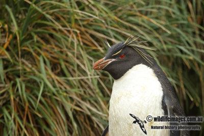 Rockhopper Penguin a9956.jpg
