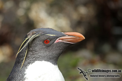 Rockhopper Penguin a9968.jpg