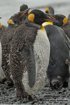 King Penguin a9742.jpg