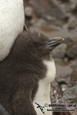 Royal Penguin a9889.jpg