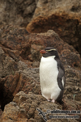 Snares crested Penguin a8680.jpg
