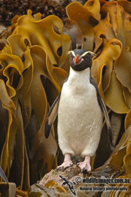 Snares crested Penguin a8703.jpg