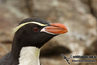 Snares crested Penguin a8913.jpg