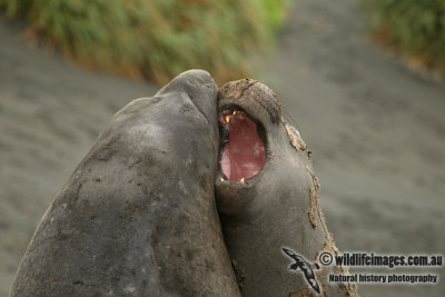 Southern Elephant Seal a9762.jpg