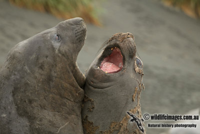 Southern Elephant Seal a9764.jpg