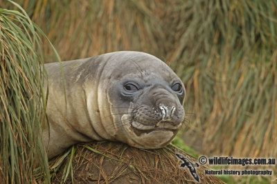 Southern Elephant Seal a9934.jpg