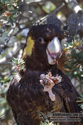 Yellow-tailed Black-Cockatoo