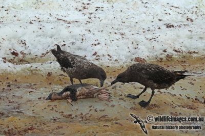 Southern Skua a2765.jpg