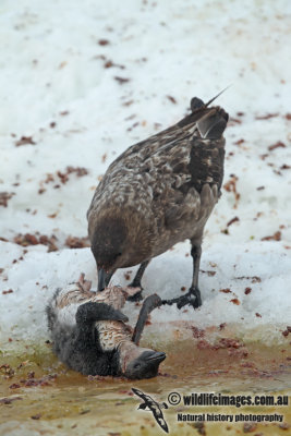 Southern Skua a2803.jpg