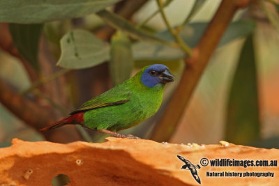 Blue-faced Parrot-Finch a6210.jpg