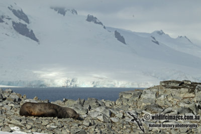 Antarctic Fur-Seal a4872.jpg