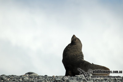 Antarctic Fur-Seal a4936.jpg