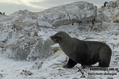 Antarctic Fur-Seal a7876.jpg