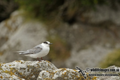 Antarctic Tern a8927.jpg