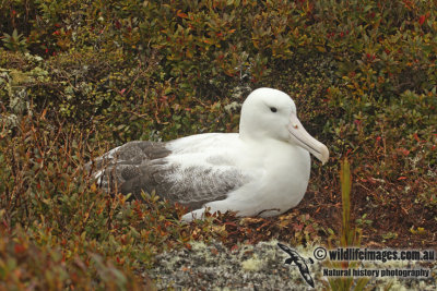 Southern Royal Albatross a9127.jpg