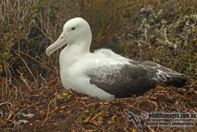 Southern Royal Albatross a9210.jpg