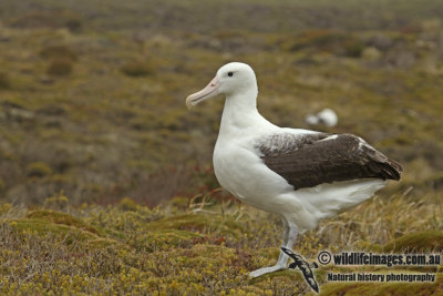 Southern Royal Albatross a9233.jpg