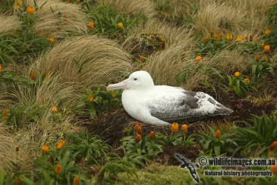 Southern Royal Albatross a9421.jpg