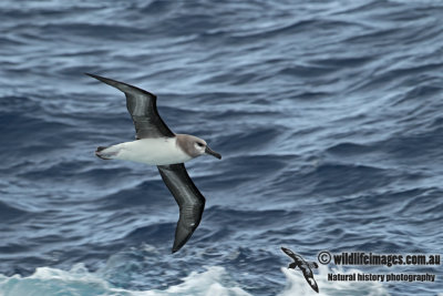 Grey-headed Albatross a0026.jpg