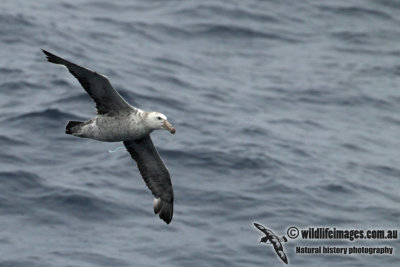 Northern Giant-Petrel a1217.jpg