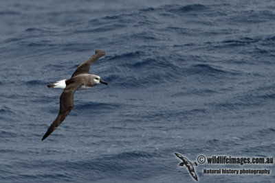 Grey-headed Albatross a0039.jpg