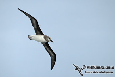 Grey-headed Albatross