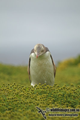 Yellow-eyed Penguin a9170.jpg