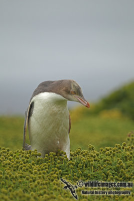 Yellow-eyed Penguin a9173.jpg