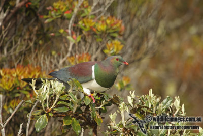 New Zealand Pigeon a8192.jpg