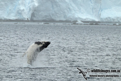 Humpback Whale a5734.jpg