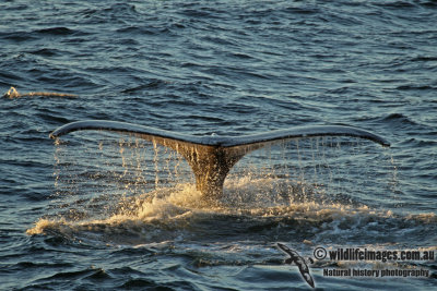 Humpback Whale a6856.jpg