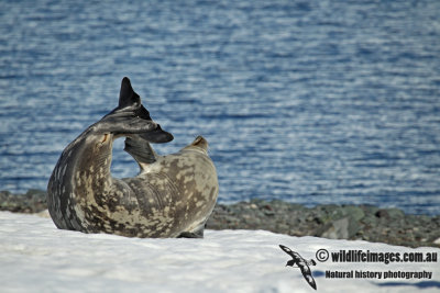 Weddell Seal a6692.jpg