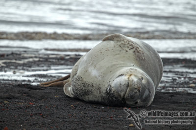 Leopard Seal a3007.jpg