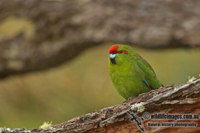 Red-crowned Parakeet a9277.jpg