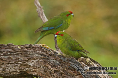 Red-crowned Parakeet a9280.jpg